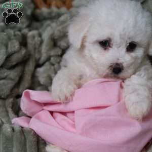 Joy, Bichon Frise Puppy